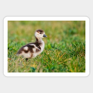 Little baby goose Sticker